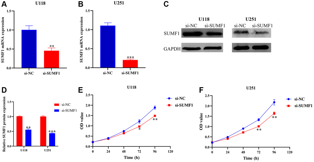 Inhibiting the expression of SUMF1 deters the proliferation of glioma cells. (A–D) Cell models using RT-PCR and Western blotting; (E, F) Cell proliferation using CCK-8.