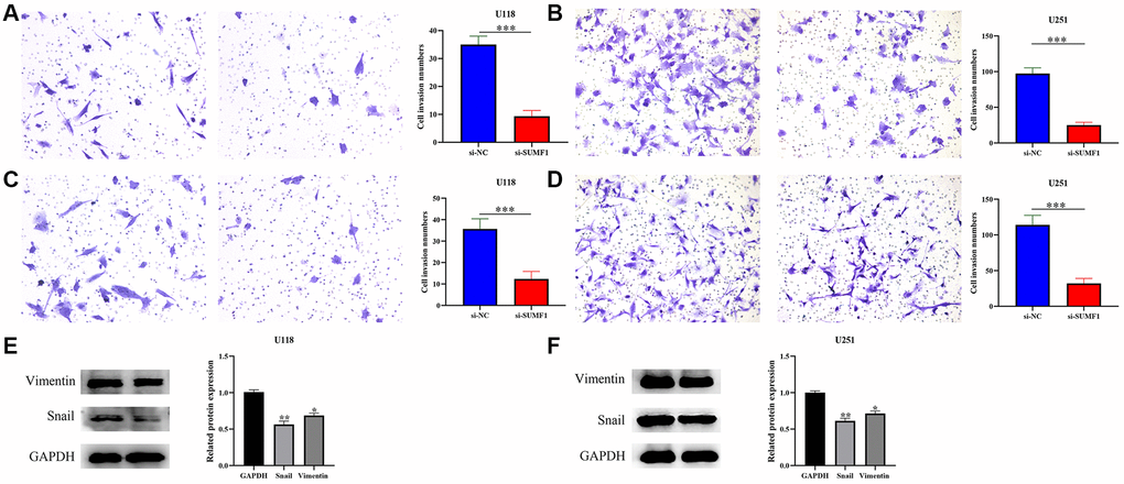 Inhibiting the expression of SUMF1 deters the migration and invasion of glioma cells through EMT. (A, B) Cell migration; (C, D) Cell invasion; (E, F) Snail and vimentin protein expression in glioma cells that inhibit SUMF1 expression.