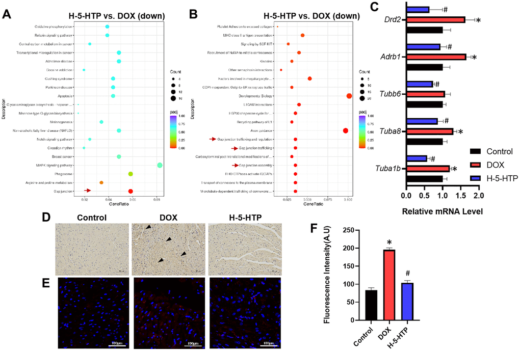 5-HTP ameliorates doxorubicin-induced cardiotoxicity through inhibition of gap junctions. (A) Scatter plot of KEGG enrichment analysis of down-regulated genes by H-5-HTP group; (B) Scatter plot of Reactome enrichment analysis of down-regulated genes by H-5-HTP group; (C) Relative levels of mRNA for gap junction-related genes; (D) IL-1β immunohistochemistry results, bar = 100 μm; (E) Cx43 immunofluorescence results, bar = 100 μm; (F) Fluorescence intensity of Cx43 immunofluorescence; *P #P 