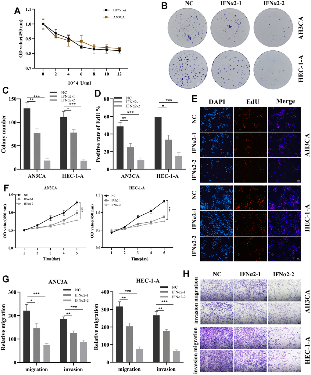 Validation of the role of IFNA2 in vitro experiments. (A) A CCK-8 assay was used to detect the effect of IFNα2 on the proliferation of HEC-1-A and AN3CA cells; (B, C) After treated with IFNα2 (IFNα2-1 (2×104U/mL) and IFNα2-2 (8×104U/mL)), the cloning ability of HEC-1-A and AN3CA cell lines decreased significantly; (D, E) EdU staining showing the effect of IFNα2 on HEC-1-A and AN3CA cells; (F) CCK-8 assay. After treated with IFNα2, the activity of HEC-1-A and AN3CA cell lines decreased significantly; (G, H) Transwell assay. After treated with IFNα2, the migration and invasion abilities of HEC-1-A and AN3CA cell lines were significantly decreased. *P