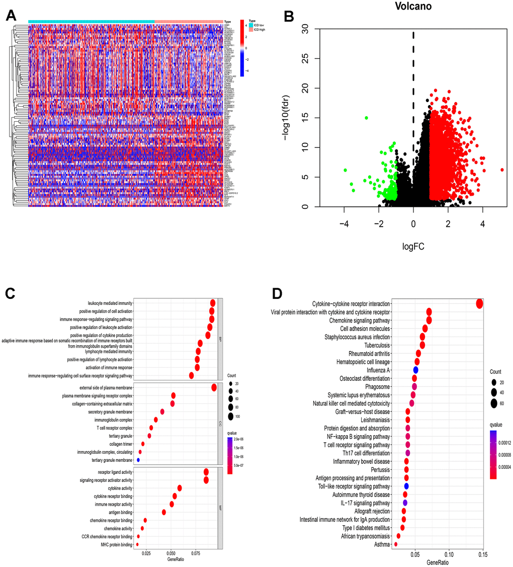 Identification of DEGs and underlying signal pathways in different groups. (A) Heatmap shows the DEGs in different groups; (B) Volcano plot presents the distribution of DEGs quantified between ICD-high and ICD-low groups with threshold of |log2 Fold change| > 1 and p C) Dots plot presents the top 10 of biological processes GO terms, cellular component GO terms, molecular function GO terms; (D) Dots plot presents the KEGG signaling pathway enrichment analysis. The size of the dot represents gene count, and the color of the dot represents -log10 (p. adjust-value).