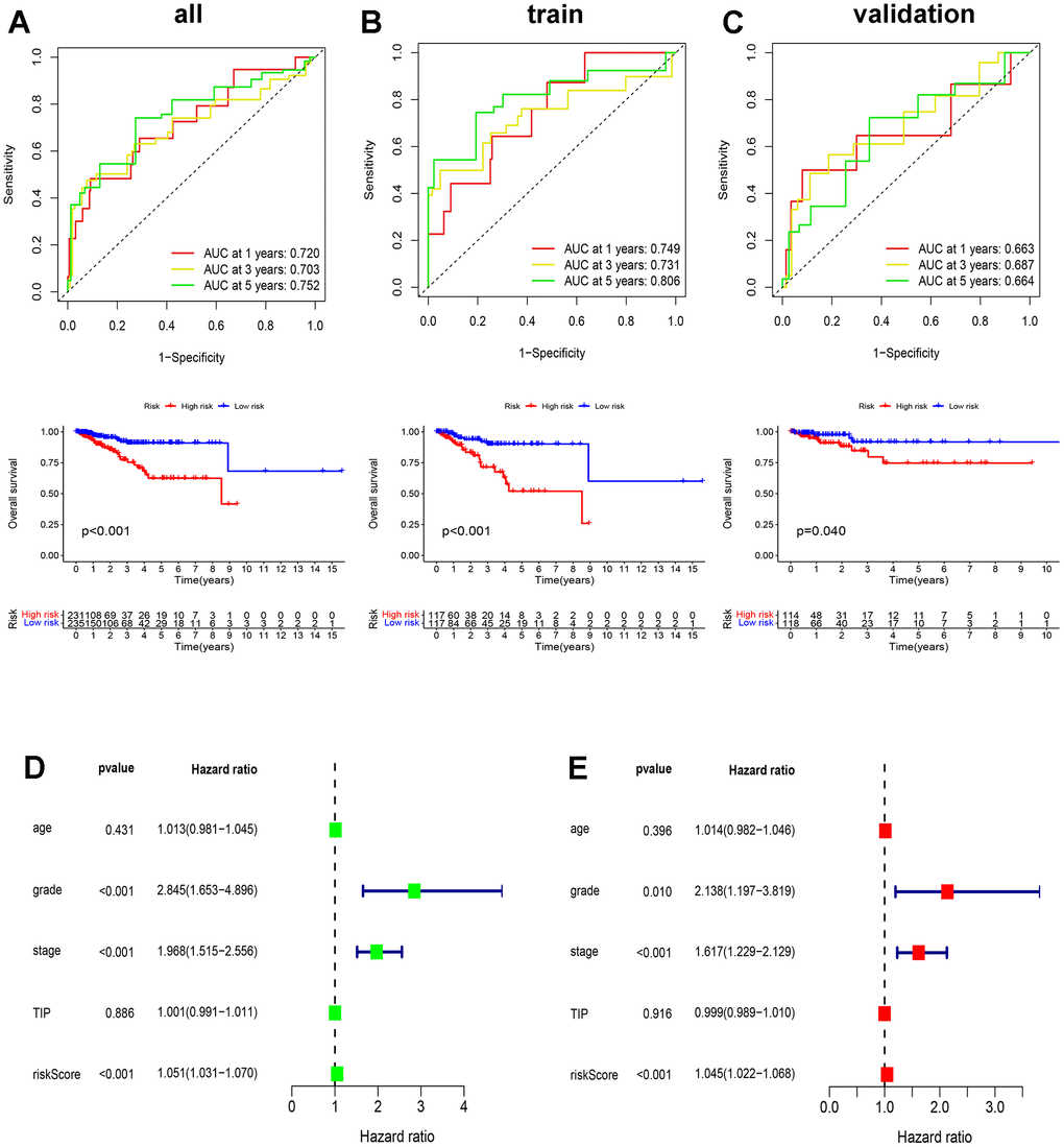 Validation of ICD-related prognostic model. (A–C) The ROC and OS analysis in the TCGA all (A), train (B), and validation (C) set; (D, E) Univariate and multivariate Cox analyses of clinical characteristics of patients with EC.