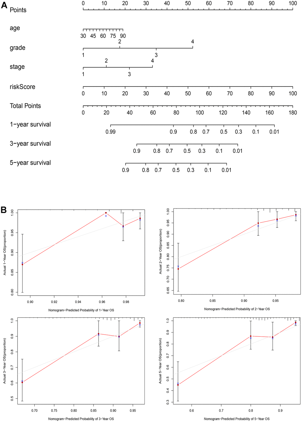 A nomogram for clinical application. (A) The nomogram based on age, grade, stage, and risk score for providing prognosis of patients with EC; (B) Calibration plots for the 1-year, 2-year, 3-year, and 5-year OS nomogram model.